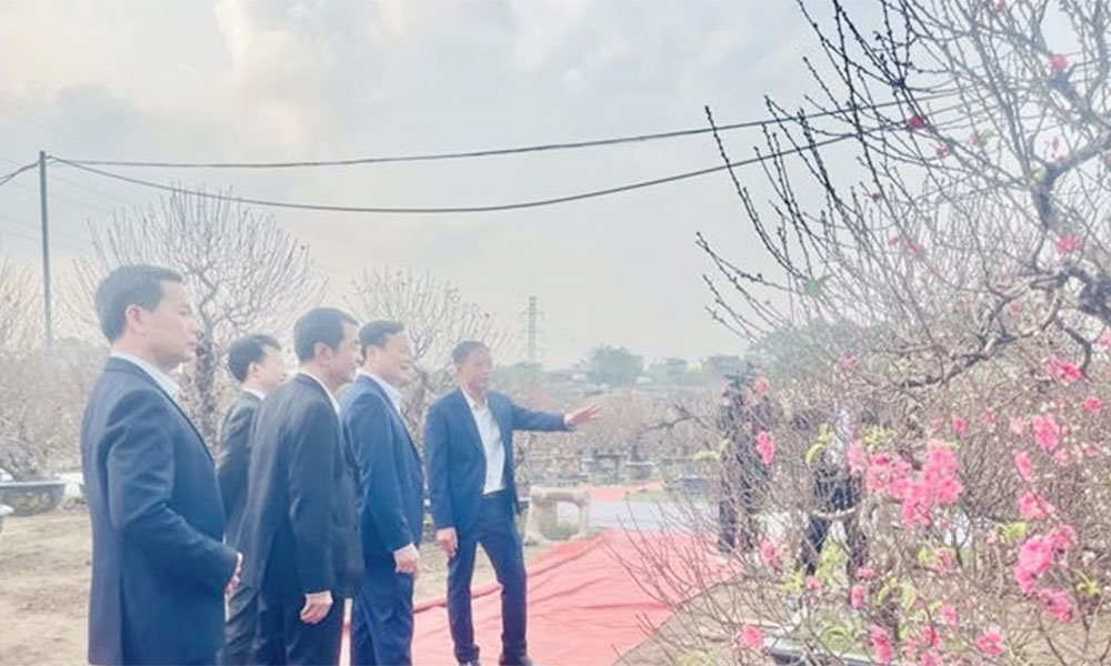 Nhat Tan peach blossom festival celebrates capital’s traditional craft